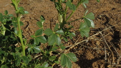 Cleome foliosa