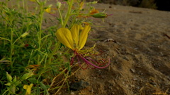 Cleome foliosa