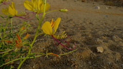 Cleome foliosa