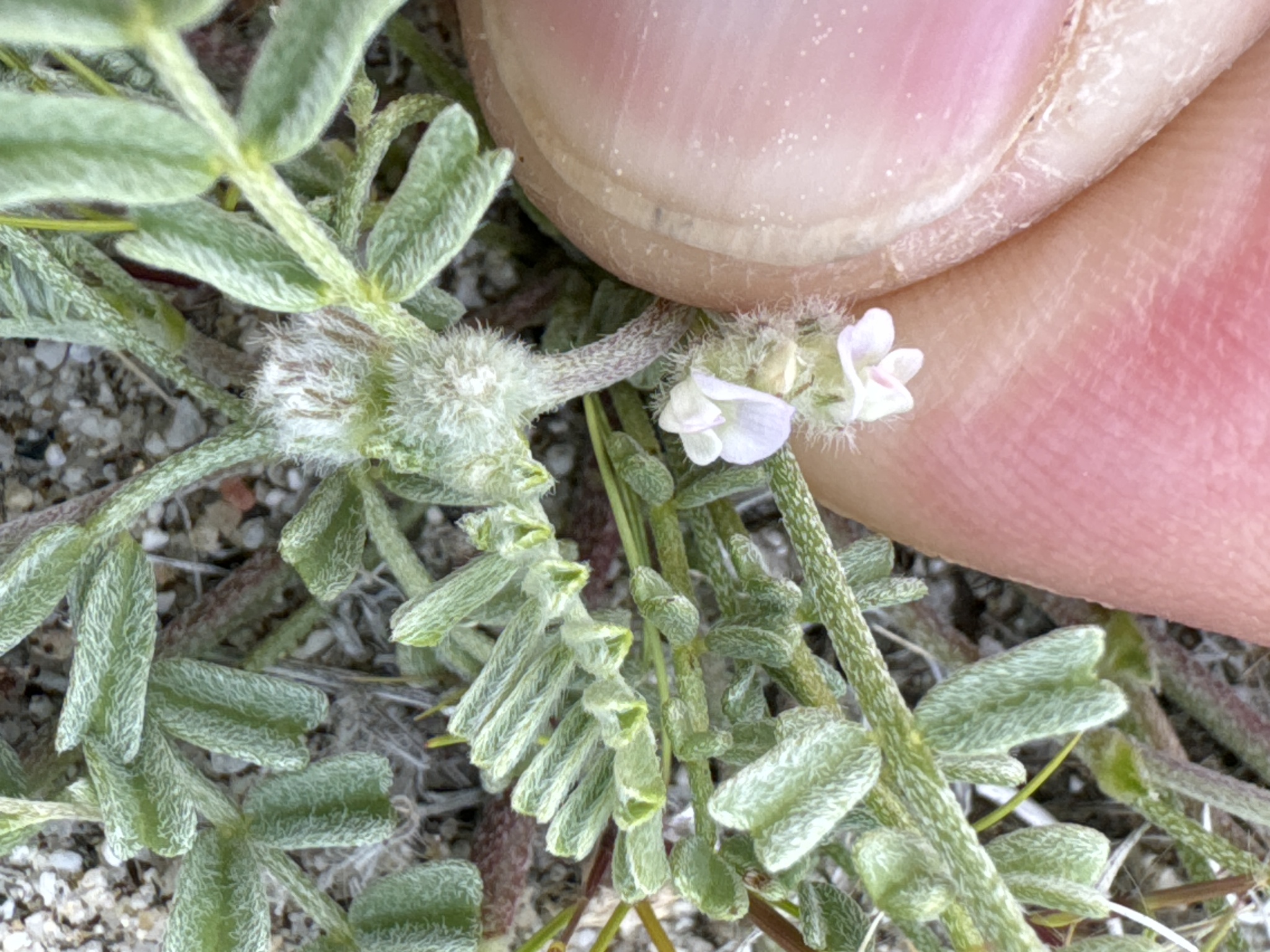 Astragalus didymocarpus