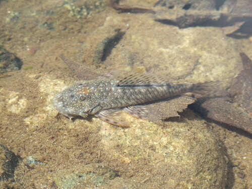 Smalleye rubbernose (Chaetostoma microps) — Loricariidae