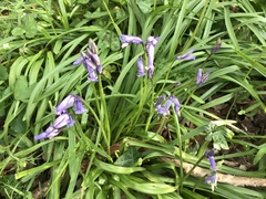 Hyacinthoides hispanica