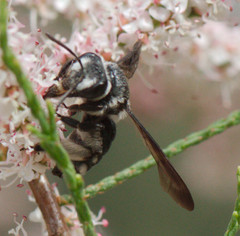 Andrena agilissima