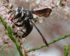 Andrena agilissima