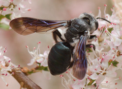 Andrena agilissima