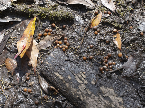 Ardisia crenata