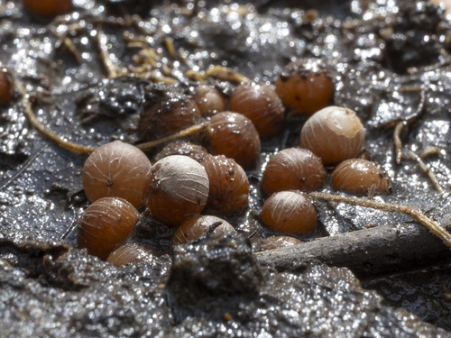 Ardisia crenata
