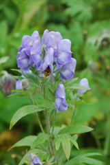 Aconitum maximum