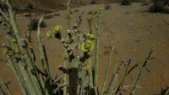 Euphorbia dregeana