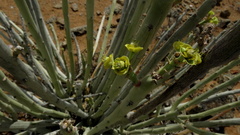 Euphorbia dregeana