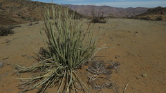Euphorbia dregeana