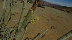 Euphorbia dregeana
