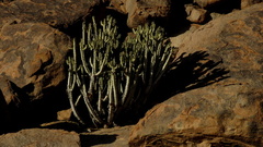 Euphorbia virosa