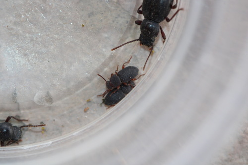 Nocibiotes granulatus