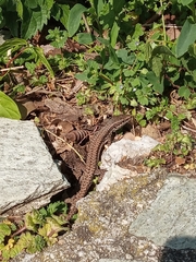 Podarcis muralis
