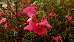 Hermannia stricta
