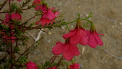 Hermannia stricta