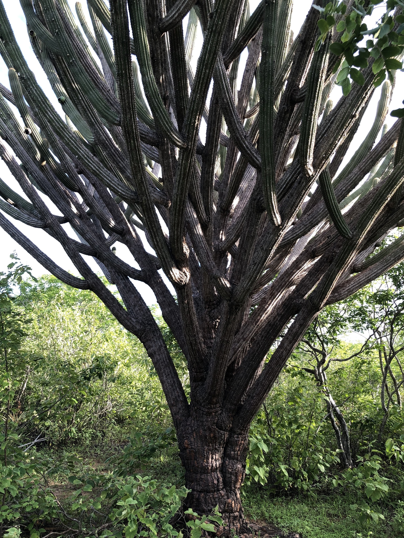 Pilosocereus pachycladus