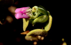 Monechma mollissimum