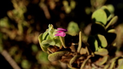 Monechma mollissimum