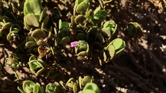 Monechma mollissimum