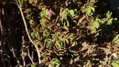 Monechma mollissimum