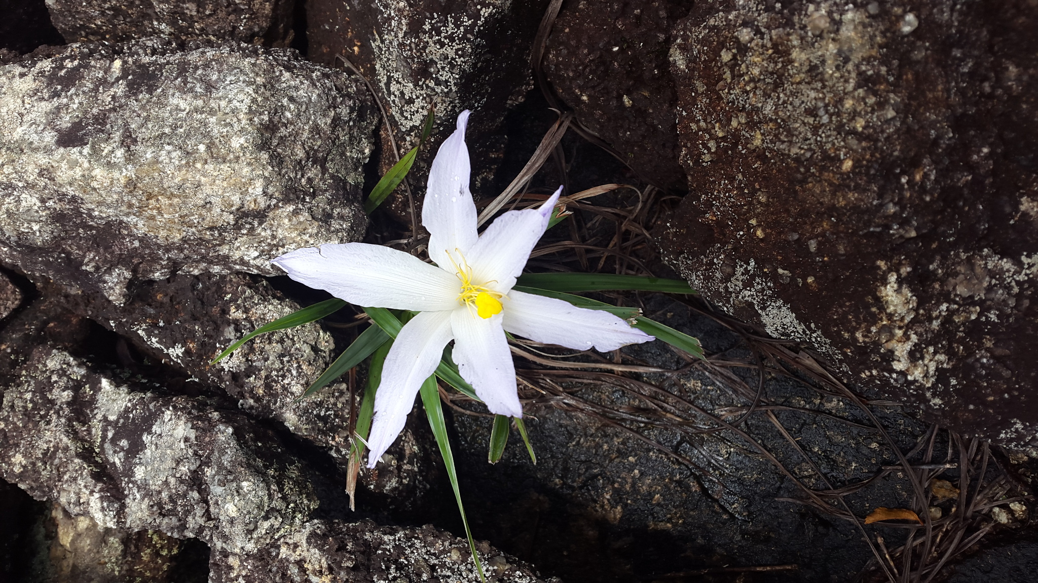 Vellozia squamata
