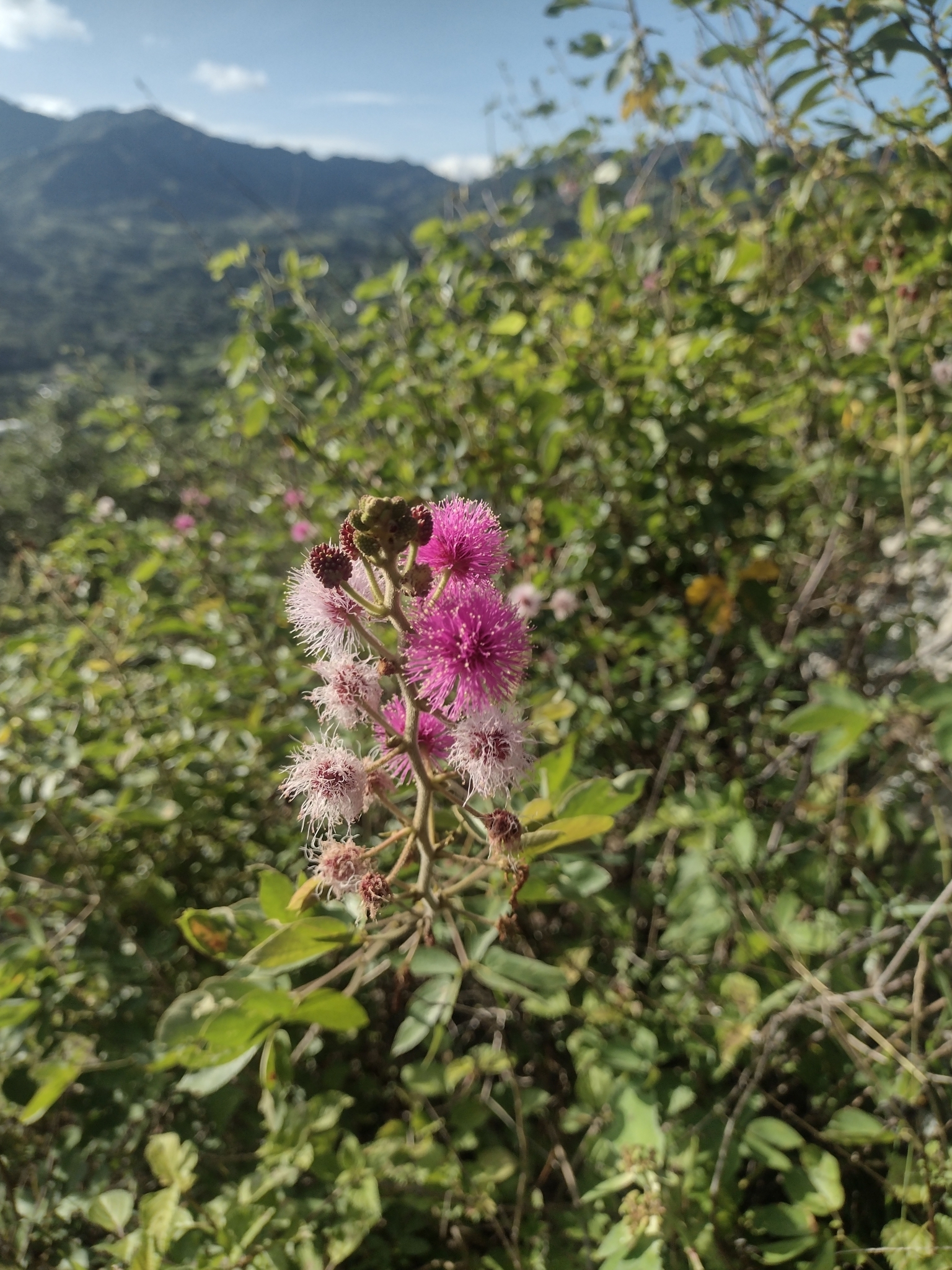 Mimosa albida image