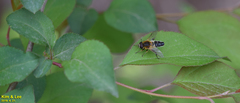 Helophilus eristaloidea