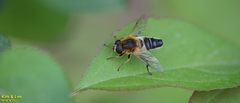Helophilus eristaloidea