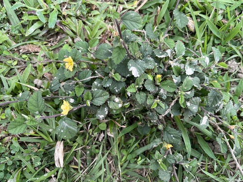Sida alnifolia observed 2024-02-24