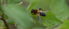 Helophilus eristaloidea