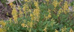 Corydalis speciosa