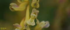 Corydalis speciosa