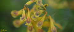 Corydalis speciosa