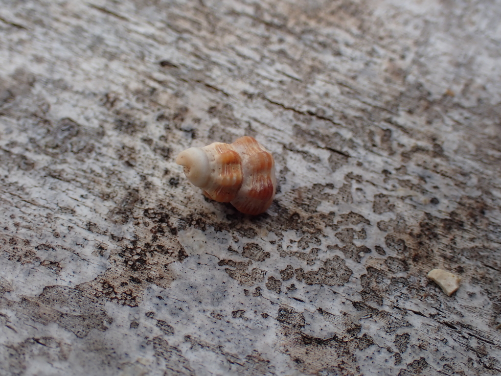 Australian Mud Whelk from Lord Howe Island, Middle Beach on February 25 ...