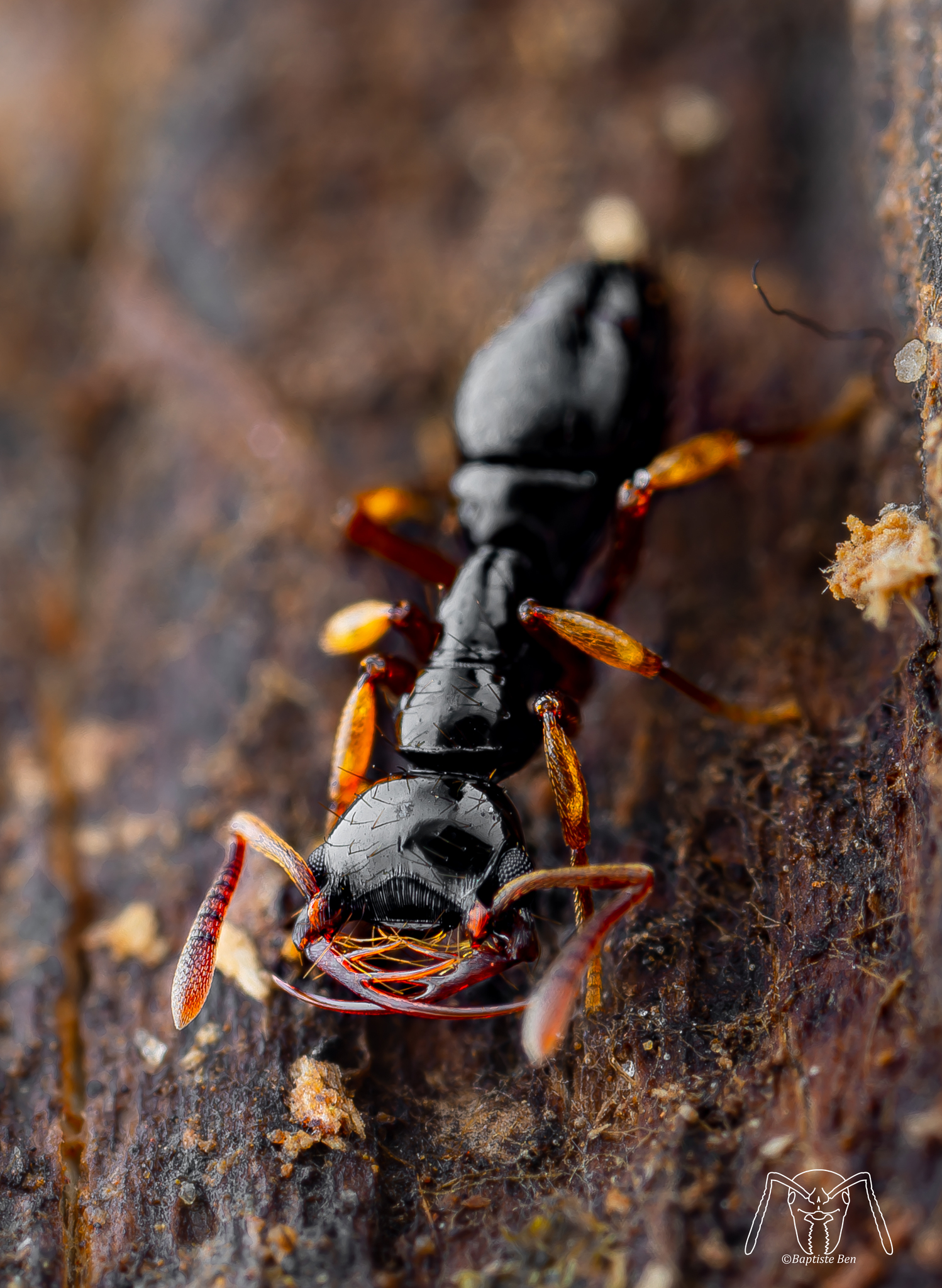 Thaumatomyrmex soesilae