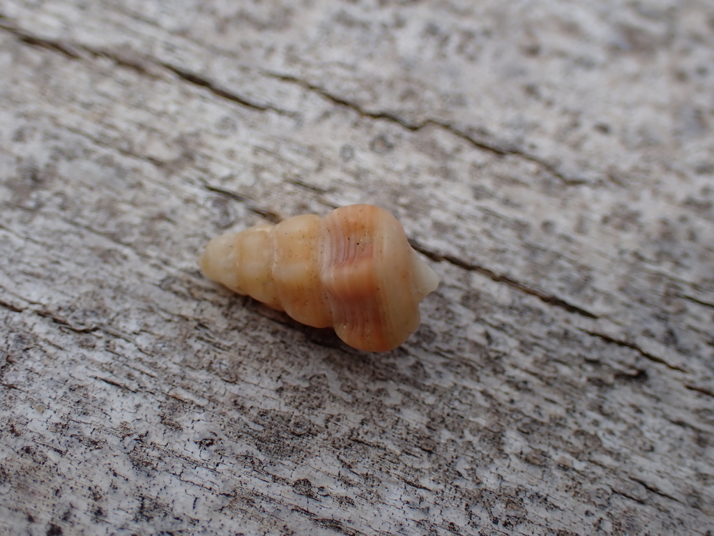 Australian Mud Whelk from Lord Howe Island, Middle Beach on February 25 ...