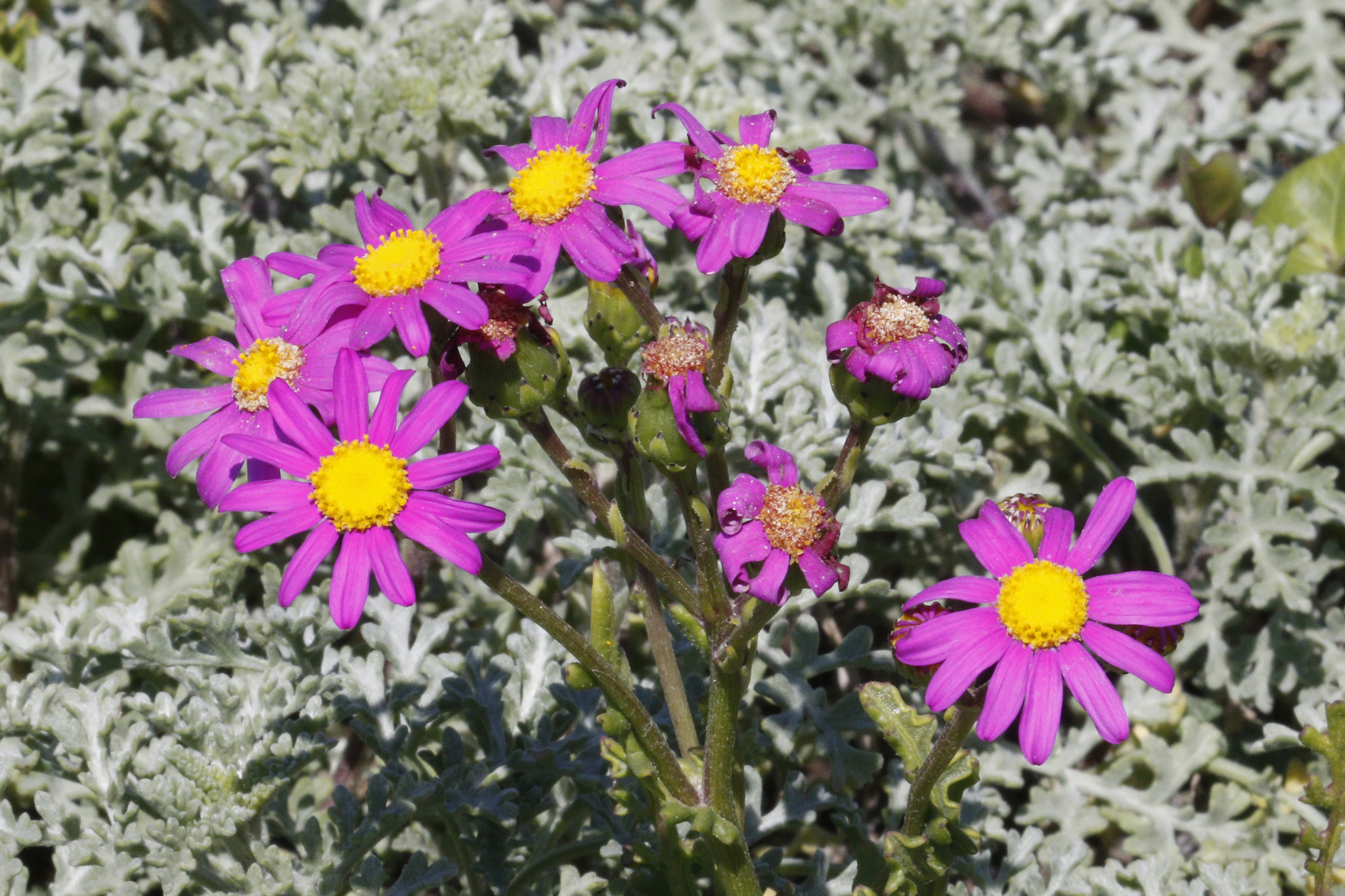 Senecio elegans