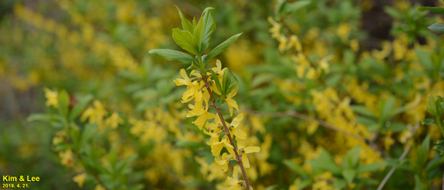 Forsythia koreana, photograph 2