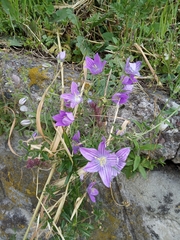 Campanula ramosissima