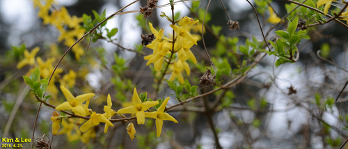 Forsythia koreana, photograph 1