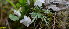 Viola albida