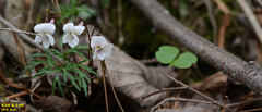 Viola albida
