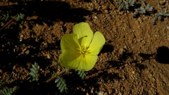 Tribulus cristatus