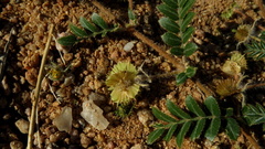 Tribulus cristatus