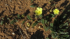 Tribulus cristatus