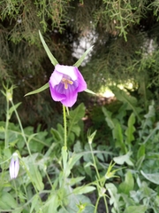 Campanula ramosissima