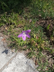 Campanula ramosissima
