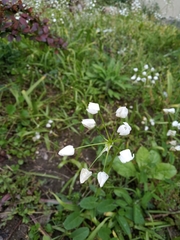 Allium neapolitanum